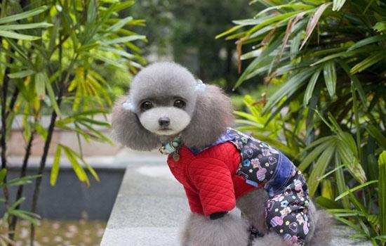 怎么给不听话的狗剪毛-图1