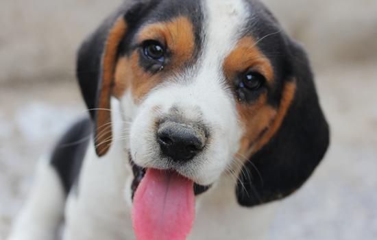 比格犬优缺点有哪些-图1