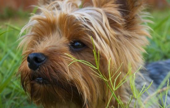 怎么判断猫狗有狂犬病-图1