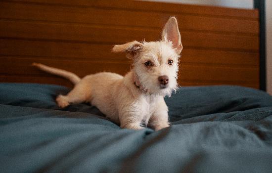 猎犬品种-图1