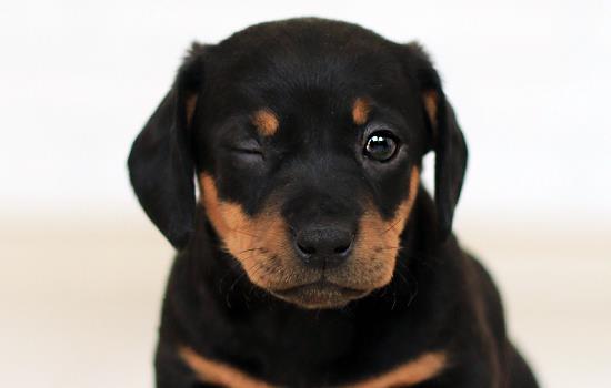 400斤巨型犬-图1