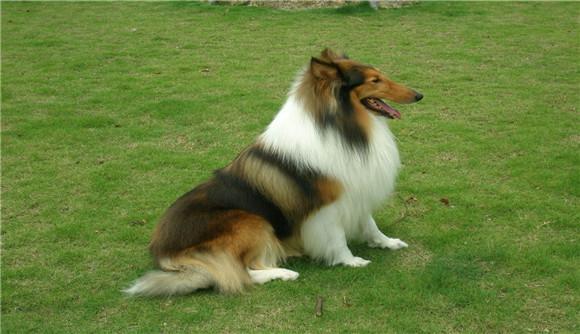 英格兰犬种图片大全-图1