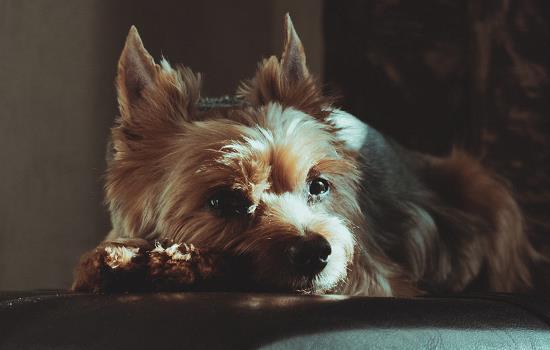 威玛猎犬寿命-图1