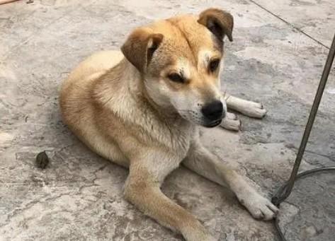 一须二须三须狗看哪里