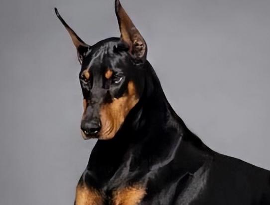 最强的十种猎犬品种大全带图-图1