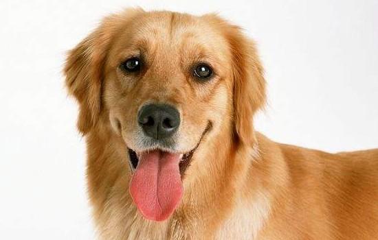 金毛幼犬怎么喂养