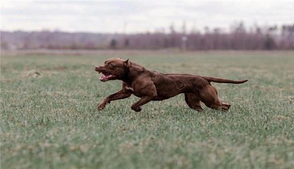 比特犬灭绝了吗-1