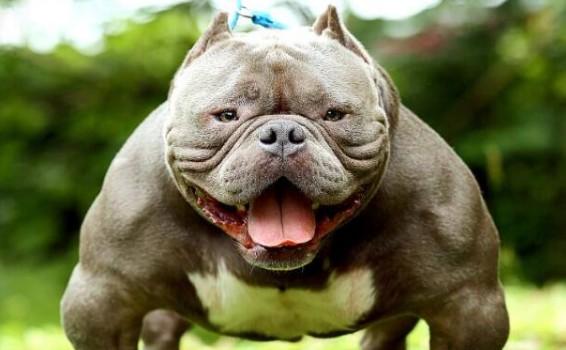 美国国犬是哪种犬-图1