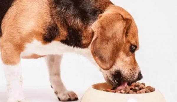 幼犬狗粮成犬可以吃吗-图1