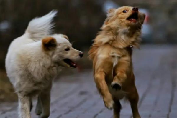 为什么狗狗嘴一张一合还叫