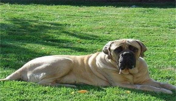 类似于大丹犬的犬种
