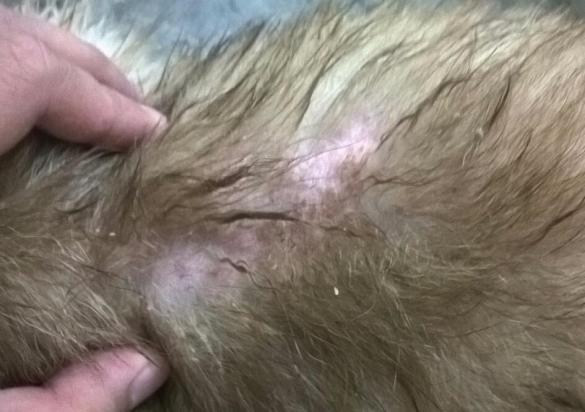 小狗得皮肤病用什么药好-图1
