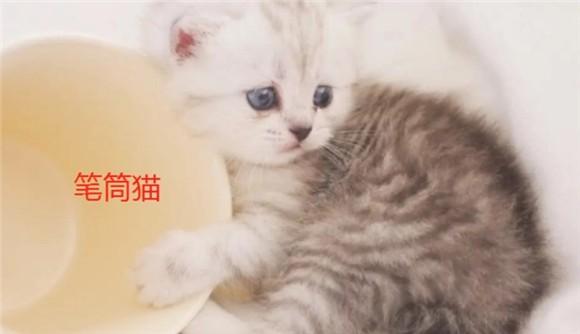 笔筒猫品种图片-图1