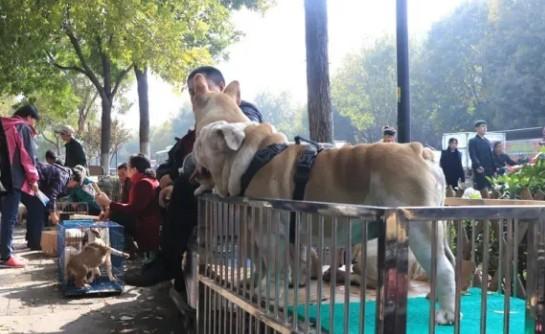 狗市场价格幼犬-图1
