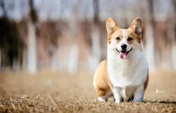 看家护院最好的小型犬-图1