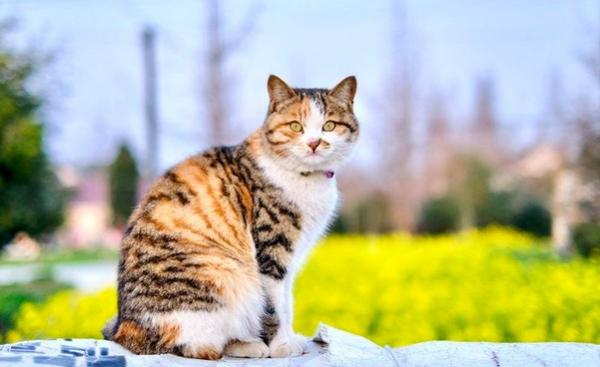 动漫里的猫品种及特征-图1
