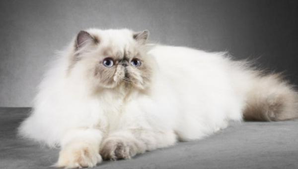 波曼猫和重点色布偶猫区别-图1