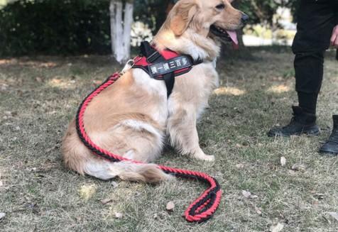 狗狗为什么要带绳子
