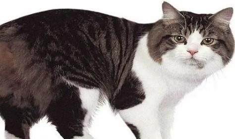 马恩岛猫币的价格-图1