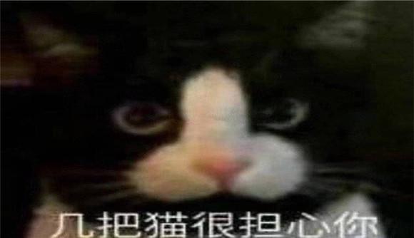 极霸猫很担心你表情包-图1