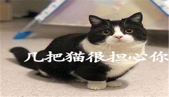 机霸猫很担心你表情包-图1