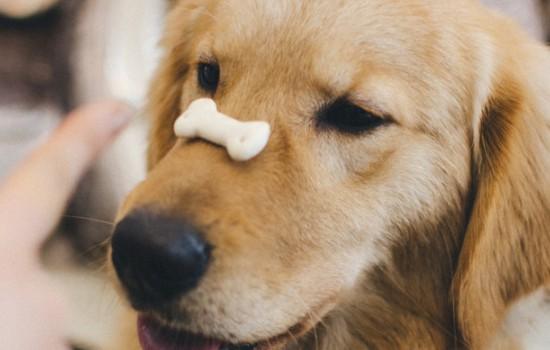 金毛幼犬可以吃梨吗-图1