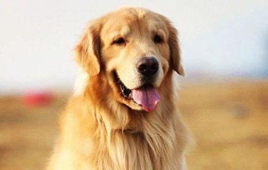 金毛幼犬能吃米饭吗-图1