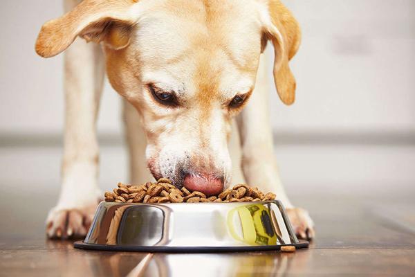 猫粮狗粮能混着吃吗-图1
