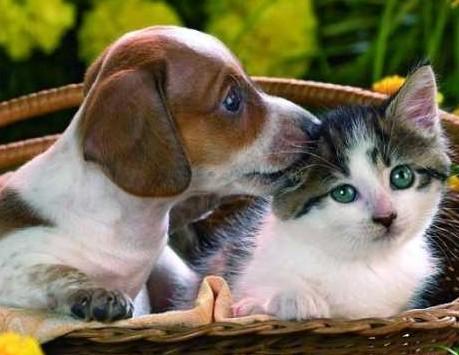 为什么狗狗想养猫狗的原因