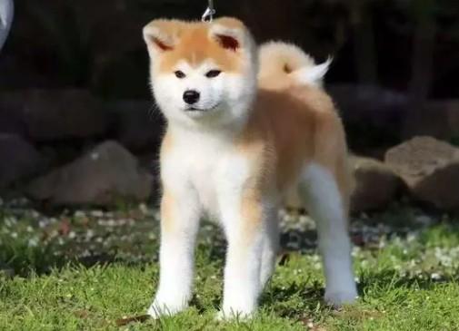 日本本土犬种狗叫什么