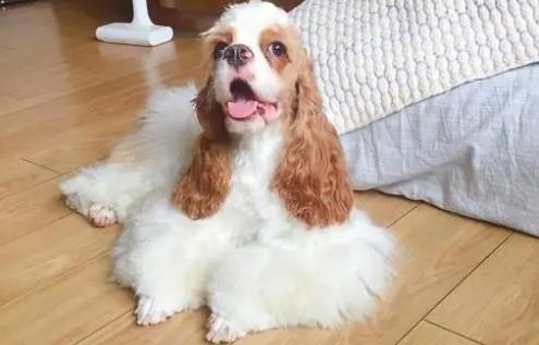 美国常见本土犬种-图1