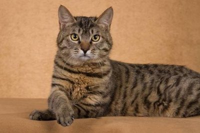 狸花猫为什么又亲近人又咬人-图1