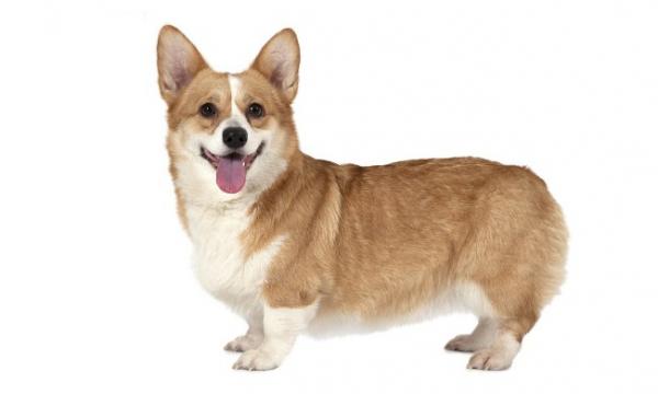 狗狗为什么莫名奇妙的打嗝