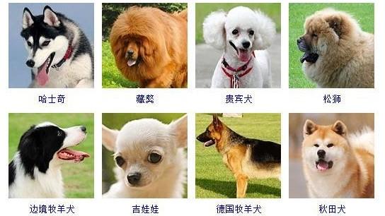 犬类品种大全图片名字