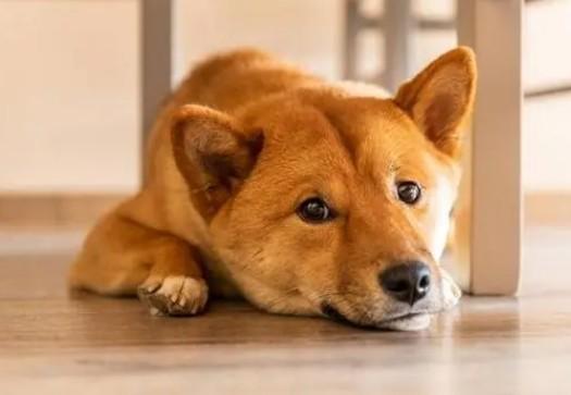 狗狗为什么全身都在抖动呢-图1