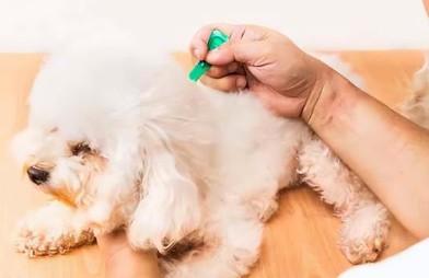 狗狗吃驱虫药第二天吐了是不是驱虫药有问题？-图1