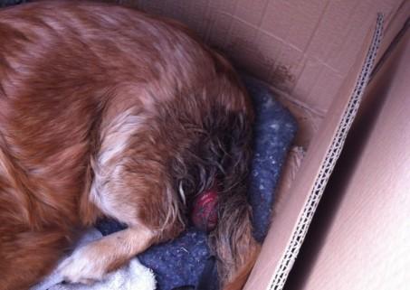 狗狗死胎在肚子多久会腐烂