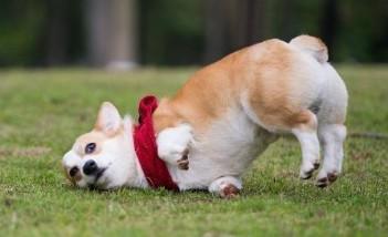 狗狗为什么会走路不稳