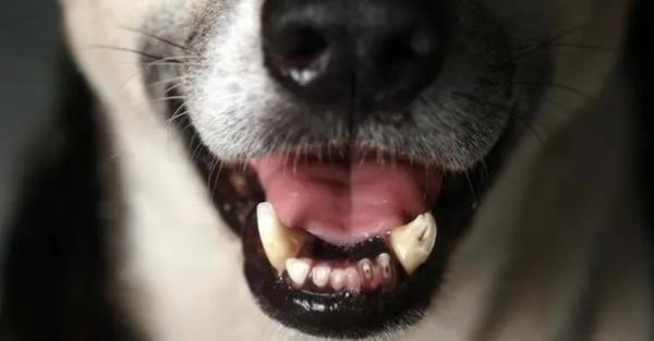 狗6岁掉牙是怎么回事