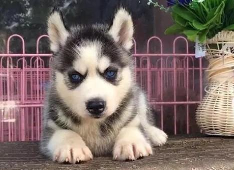二哈多少钱一只幼犬