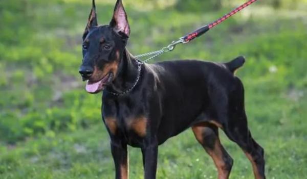 名犬品种大全及图片-图1