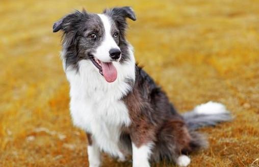 边牧犬什么颜色最贵?-图1