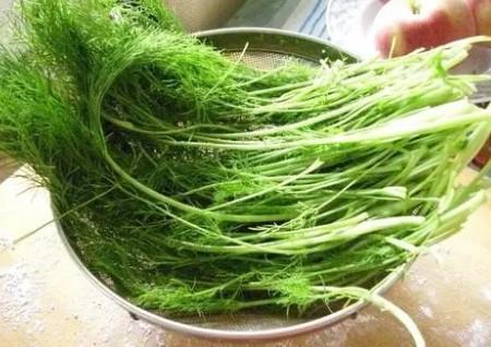 狗狗可不可以吃茴香-图1