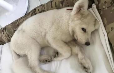 狗狗得了细小快死的征兆-图1