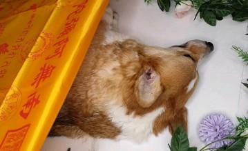 狗狗火葬费用-图1