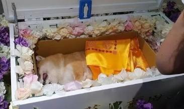 狗狗火化服务价格-图1