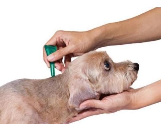 爱犬防虫防病-图1