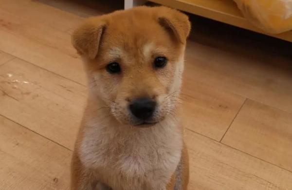 两个月的狗是幼犬吗-图1