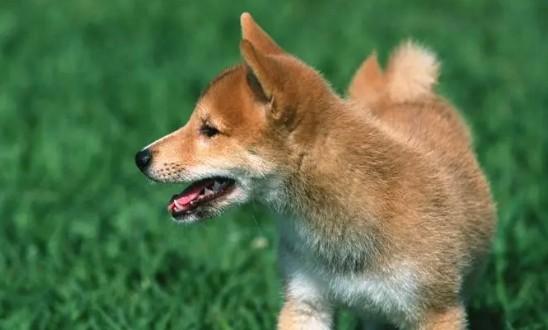 狗狗耳朵后面的毛坨坨是什么