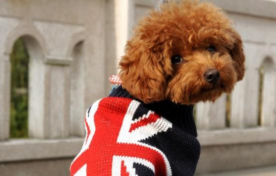 泰迪犬冬天怕冷吗？需要哪些保暖措施和健康护理-1